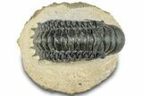 Detailed Crotalocephalina Trilobite - Atchana, Morocco #311687-3